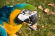 Portrait eines Ara (Ara Ararauna)