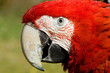 portrait of a red macaw parrot