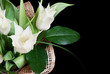 Bouquet of white tulips