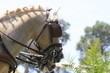 kutsche - pony - zweiergespann