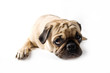 pug#3