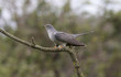 cuculo,cuckoo