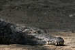 Krokodil
