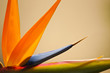Foto: Abstract Bird of Paradise Abstract Bird of Paradise