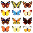 Vector: Butterfly set Butterfly set