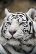 White Tiger Portrait Close Up