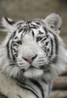 White Tiger Portrait Close Up