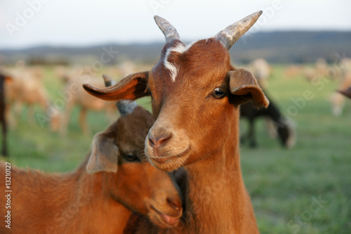 Photo: chevre chevre