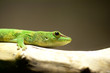 Taggecko