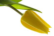 Tulpe