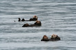 Alaskas Seeotter Alaskas Seeotter