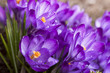 Crocus heuffelianus