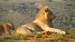 lion father and cub cuddling lion father and cub cuddling