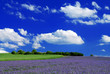 Violet field