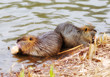 Nutria - Biberratte