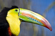 Rainbow billed Toucan