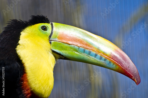 Photo: Rainbow billed Toucan Rainbow billed Toucan