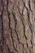 The old pine bark texture, brown surface with cracks