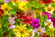Multicolor Flower background Multicolor Flower background