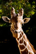 Beautiful portrait of a Giraffe