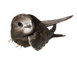 Swift Swift