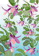 Fleurs de fushia violet