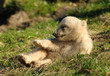 cute polar bear cub cute polar bear cub
