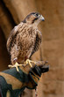falco