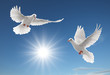 two pigeons