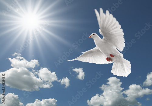 Foto: pigeon in the sky pigeon in the sky