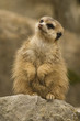 Erdmännchen Erdmännchen