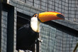 Toucan