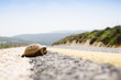Tortoise On The Road