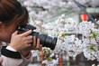 Japonaise photographiant un cerisier