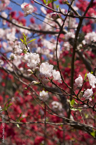Photo: Japanese cherry blossom Japanese cherry blossom
