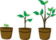 pot plants