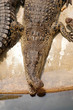 Crocodile with a skew nose