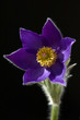 Finger-Kuechenschelle, Pulsatilla patens,