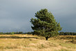 Senne Senne