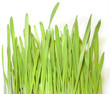 herbe