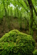 forêt