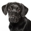 Photo: Beautiful Puppy Beautiful Puppy