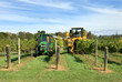 Harvesting Grapes