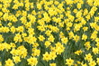 Daffodils