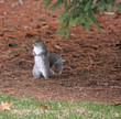 Eastern Gray Squirrel (Sciurus Carolinensis)