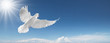 white dove in the sky