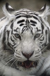 White Tiger Portrait Close Up White Tiger Portrait Close Up