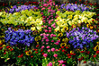 frühlingsblumen