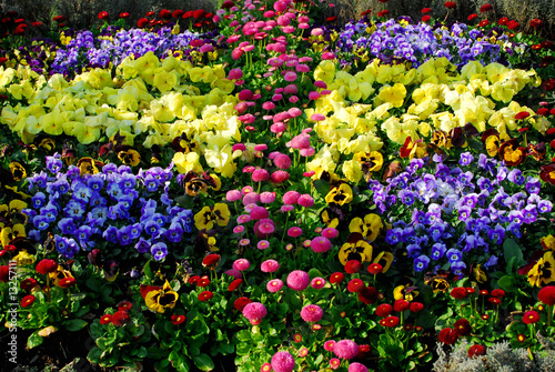 Foto: frühlingsblumen frühlingsblumen