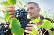 homme travaillant dans les vignes homme travaillant dans les vignes